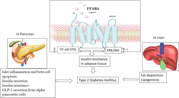 Free Fatty Acid Receptor Agonists for the Management of Type 2 Diabetes ...