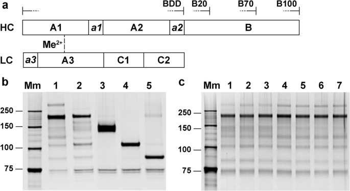 How Full Length Fviii Benefits From Its Heterogeneity Insights Into The Role Of The B Domain Springerlink How Full Length Fviii Benefits From Its Heterogeneity Insights Into The Role Of The B Domain Springerlink