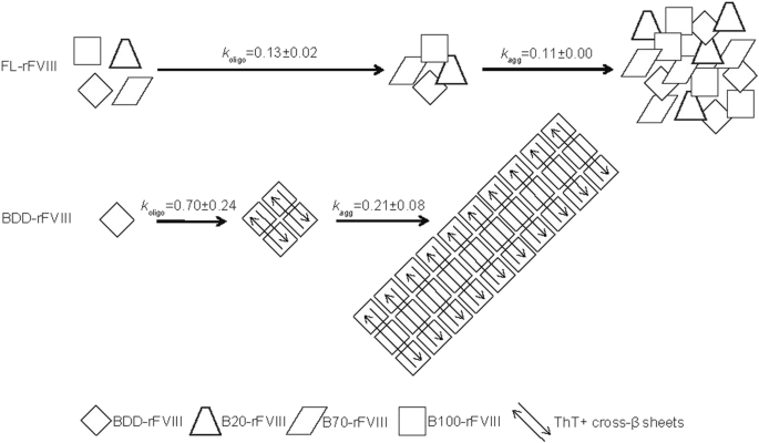 How Full Length Fviii Benefits From Its Heterogeneity Insights Into The Role Of The B Domain Springerlink How Full Length Fviii Benefits From Its Heterogeneity Insights Into The Role Of The B Domain Springerlink