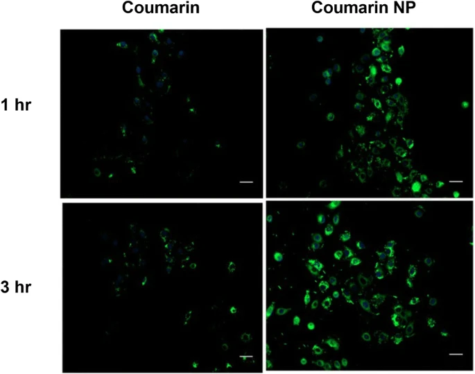 Cellular Uptake