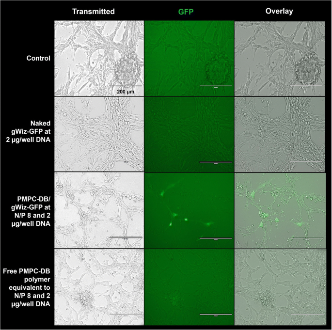 Burgess zaad en plantenbedrijf