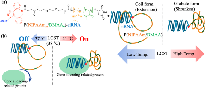 Thermo-Responsive Polymer-siRNA Conjugates Enabling Artificial Control of  Gene Silencing around Body Temperature | SpringerLink