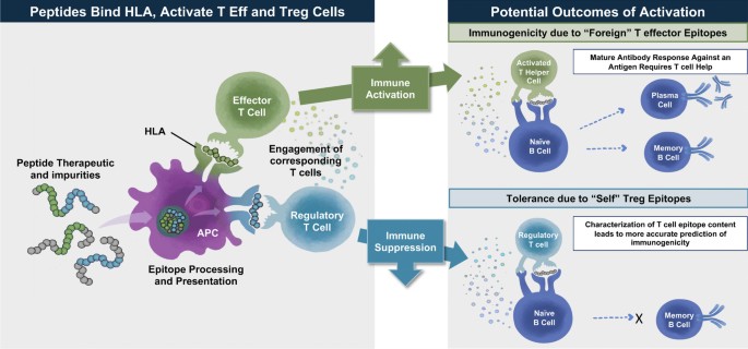 semaglutide immunogenicity Immunogenicity of Generic Peptide Impurities: Current Orthogonal Approaches | Pharmaceutical Research