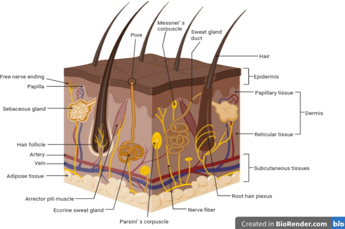 Transdermal Drug Delivery Systems: A Comprehensive Review of Mechanisms ...