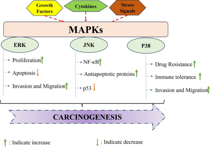 Modulation of Mitogen-Activated Protein Kinase (MAPK) Signaling Pathway ...