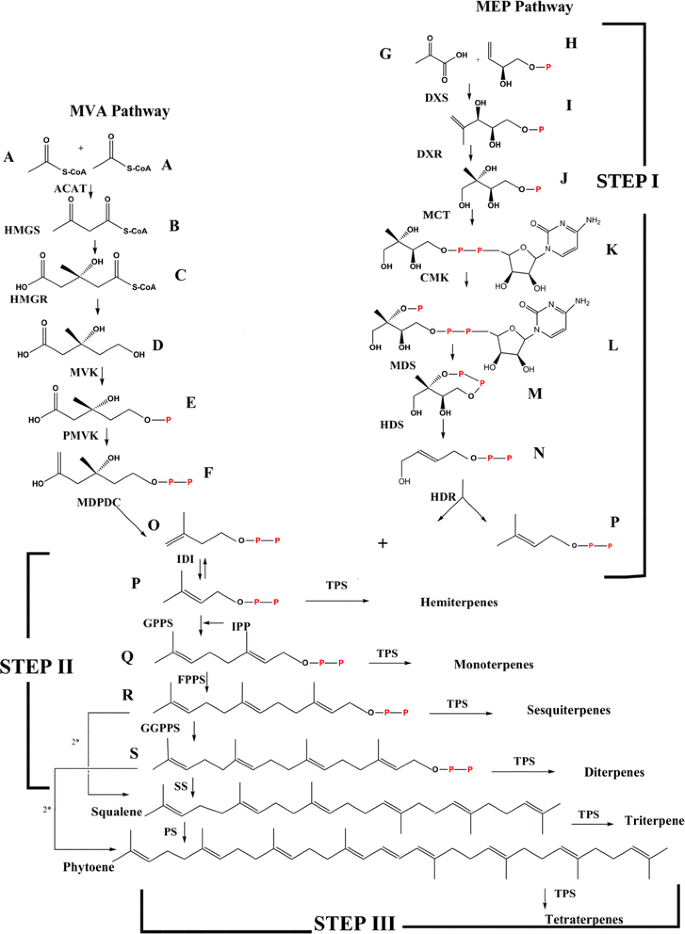 Structural And Biochemical Perspectives In Plant Isoprenoid Biosynthesis Springerlink