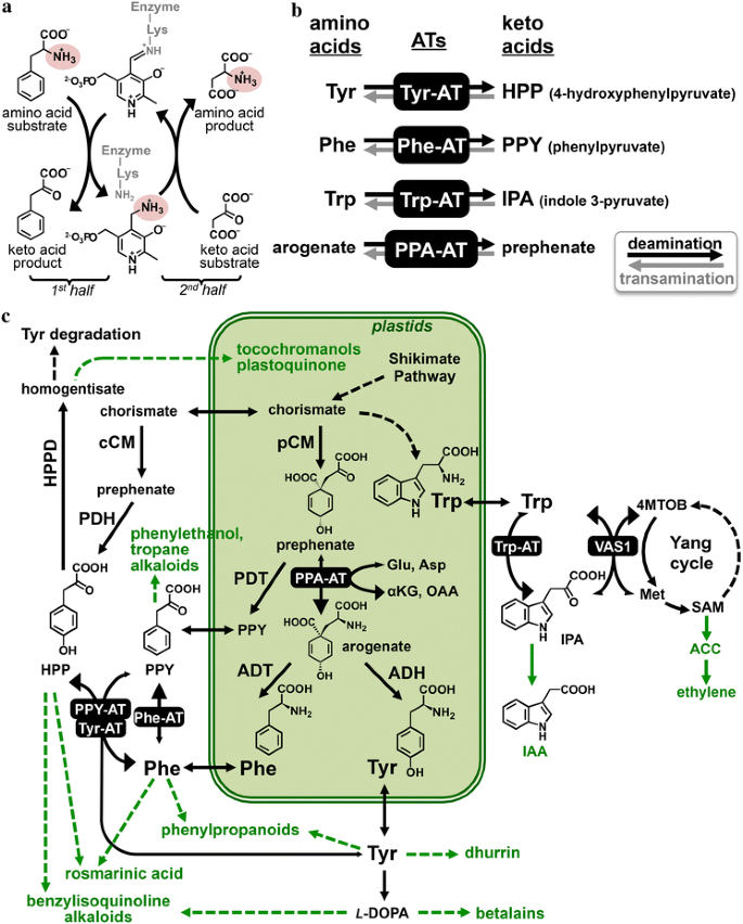 Aromatic Amino Acid Aminotransferases In Plants Springerlink