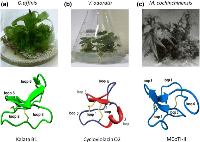 Download Production Of Bioactive Cyclotides A Comprehensive Overview Springerlink PSD Mockup Templates
