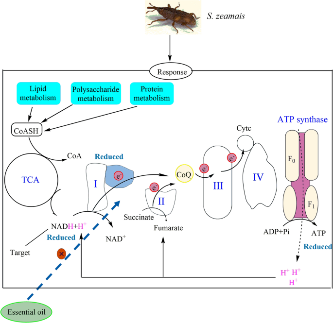 Dysphania Ambrosioides Essential Oils From Pharmacological Agents To Uses In Modern Crop Protection A Review Springerlink