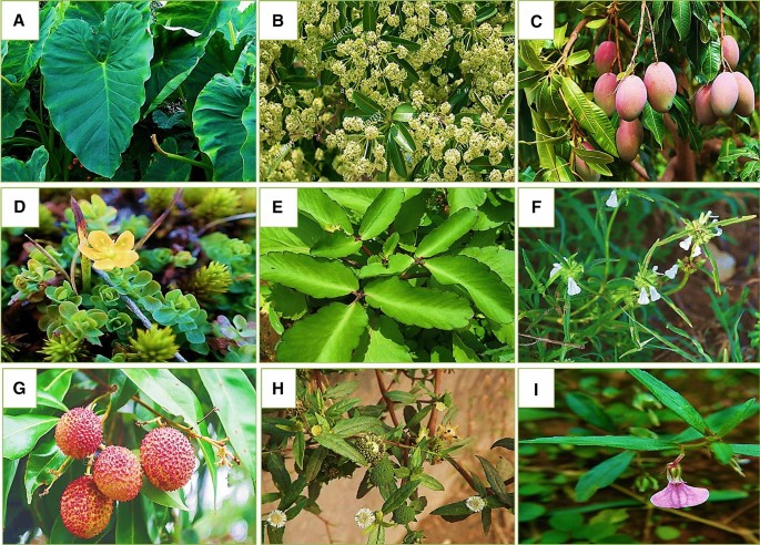 Hepatoprotective Native Plants Documented in Brazilian Traditional