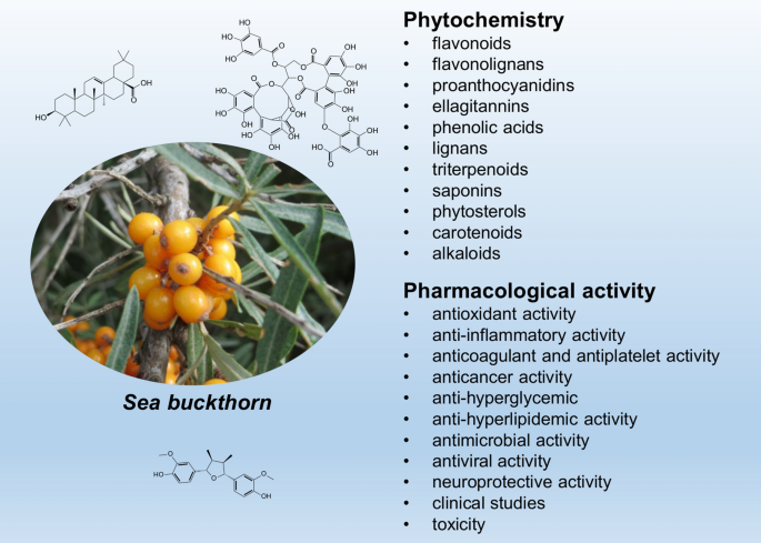 Phytochemistry and pharmacology of sea buckthorn (Elaeagnus rhamnoides;  syn. Hippophae rhamnoides): progress from 2010 to 2021 | SpringerLink