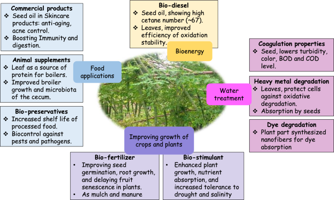 health benefits of moringa () health benefits of moringa