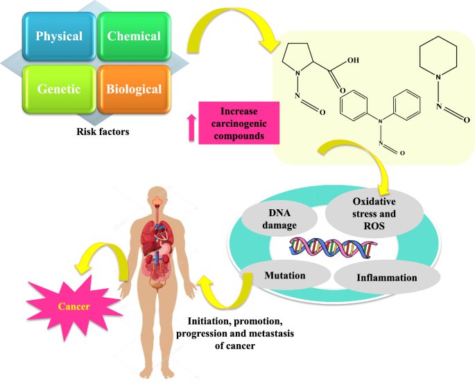 A comprehensive review on various carcinogenic aspects of  N-nitrosopiperidine (NPIP) | Phytochemistry Reviews | Springer Nature Link