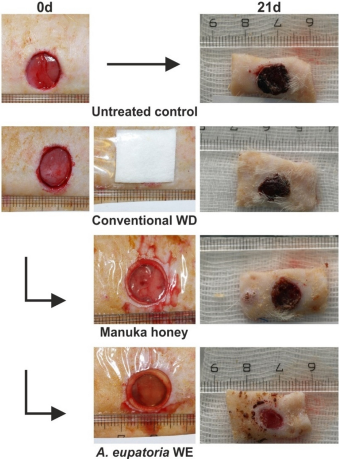 Phytotherapeutic insights into wound healing: unveiling the potential of  Agrimonia eupatoria L. | Phytochemistry Reviews | Springer Nature Link