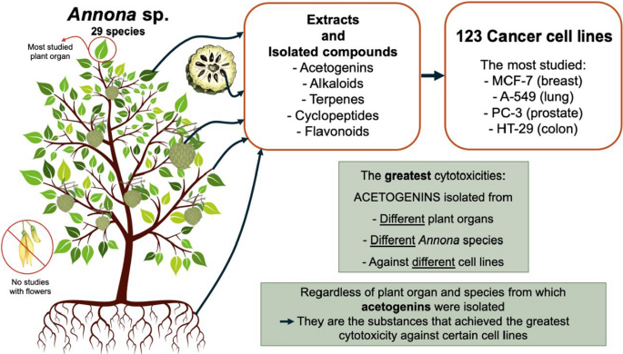 Anticancer activity of Annona species: a systematic review ...