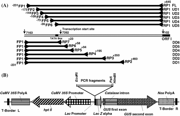 Downstream Promoter Sequence Of An Indian Isolate Of Rice Tungro Bacilliform Virus Alters Tissue Specific Expression In Host Rice And Acts Differentially In Heterologous System Springerlink