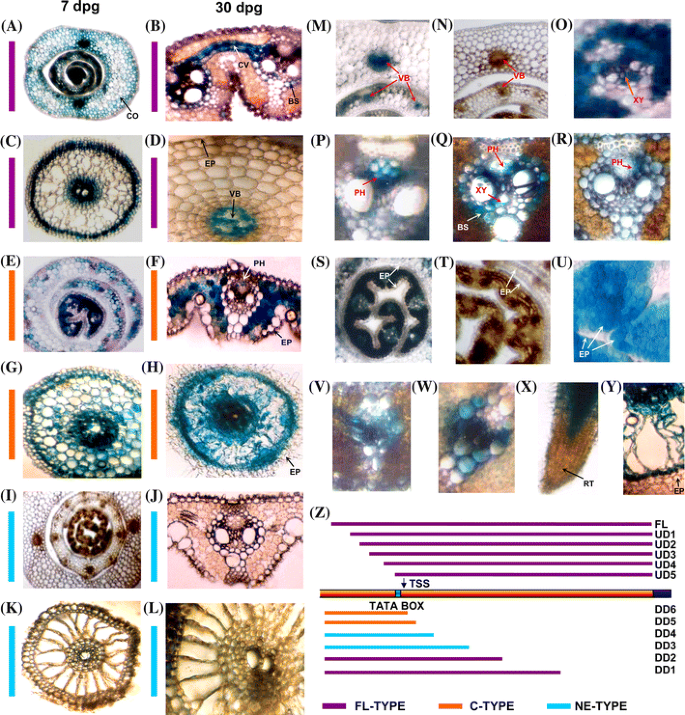 Downstream Promoter Sequence Of An Indian Isolate Of Rice Tungro Bacilliform Virus Alters Tissue Specific Expression In Host Rice And Acts Differentially In Heterologous System Springerlink