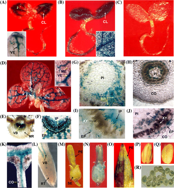 Downstream Promoter Sequence Of An Indian Isolate Of Rice Tungro Bacilliform Virus Alters Tissue Specific Expression In Host Rice And Acts Differentially In Heterologous System Springerlink