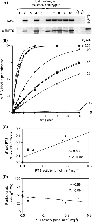 Pantothenate Synthetase Is Essential But Not Limiting For Pantothenate Biosynthesis In Arabidopsis Springerlink