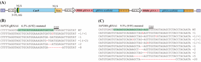 Crispr Cas9 Mediated Targeted Mutagenesis In Nicotiana Tabacum Springerlink