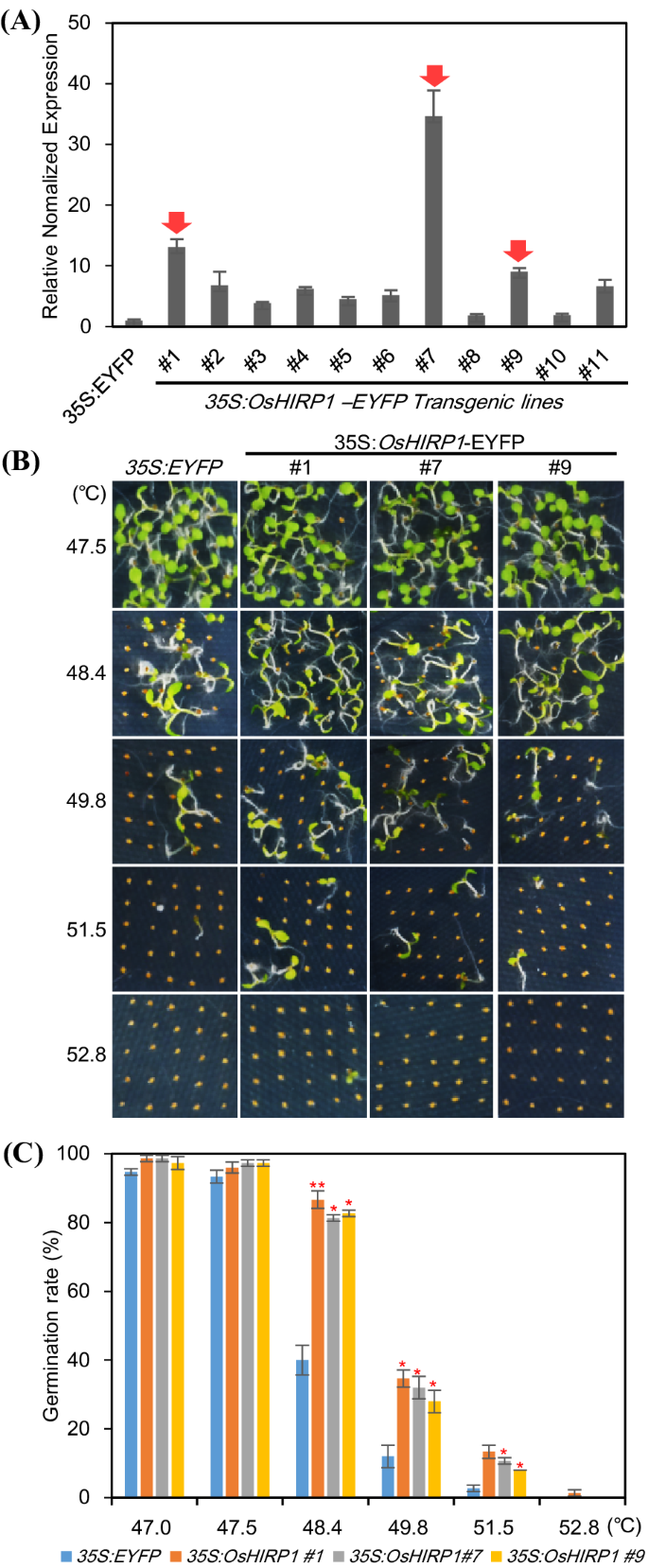 Oryza sativa heat-induced RING finger protein 1 (OsHIRP1) positively  regulates plant response to heat stress | Plant Molecular Biology
