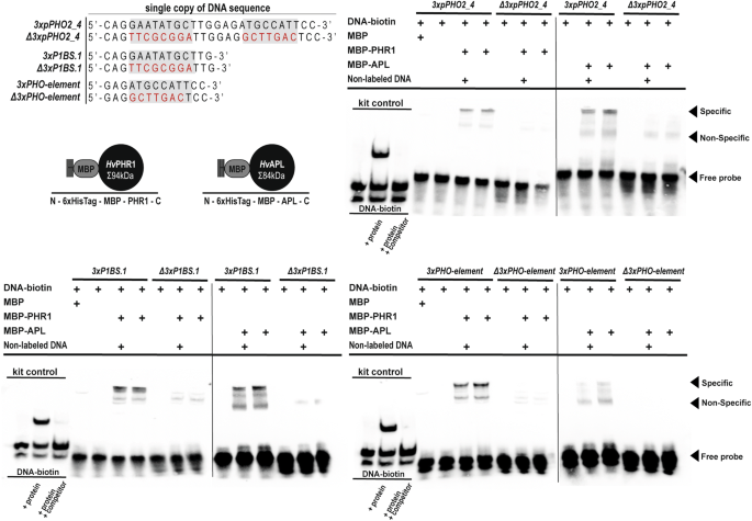 5 utr of the barley pho2 gene