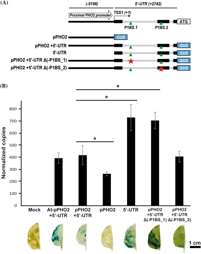 5 utr of the barley pho2 gene