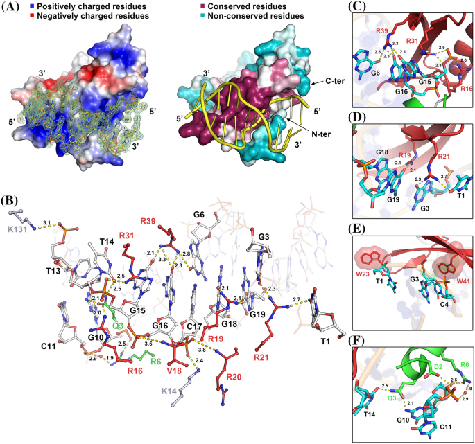 Structural Insights Into Arabidopsis Ethylene Response Factor 96 With An Extended N Terminal Binding To Gcc Box Springerlink