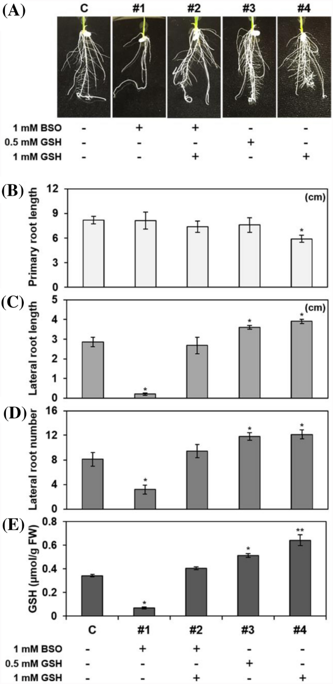 is glutathione drip safe for psoriasis Rice (Oryza sativa L.) tau class glutathione S-transferase (OsGSTU30)  overexpression in Arabidopsis thaliana modulates a regulatory network  leading to heavy metal and drought stress tolerance main image 0