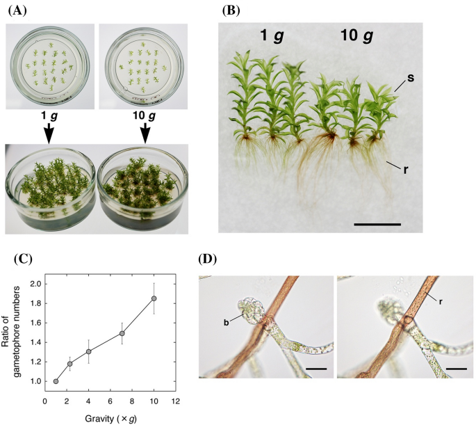 How plants grow under gravity conditions besides 1 g: perspectives from  hypergravity and space experiments that employ bryophytes as a model  organism | Plant Molecular Biology | Springer Nature Link