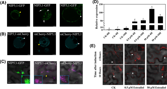 Citrus Nip5 1 Aquaporin Regulates Cell Membrane Water Permeability And Alters Pips Plasma Membrane Localization Springerlink