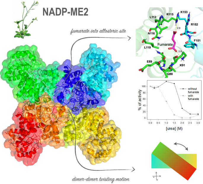 Structural insights into the allosteric site of Arabidopsis NADP-malic  enzyme 2: role of the second sphere residues in the regulatory signal  transmission | SpringerLink