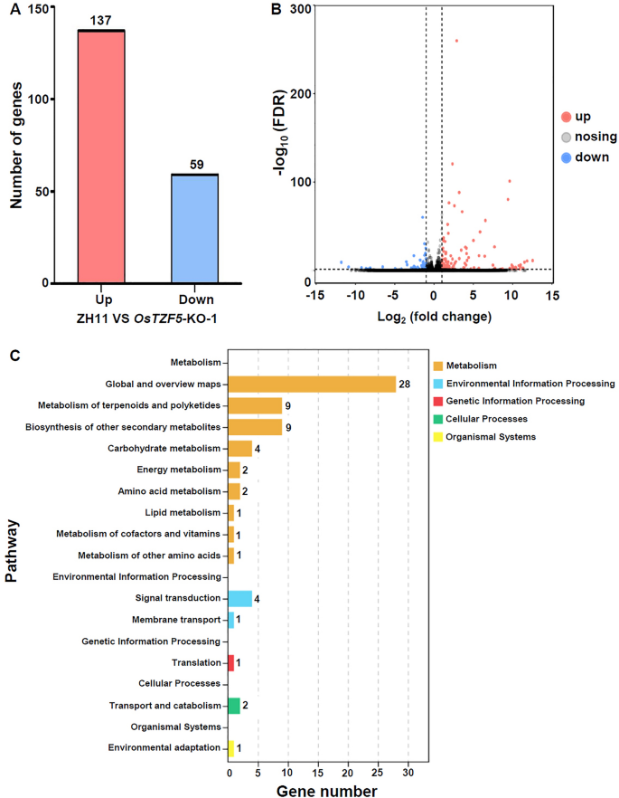 A lossoffunction mutation in OsTZF5 confers sensitivity to low