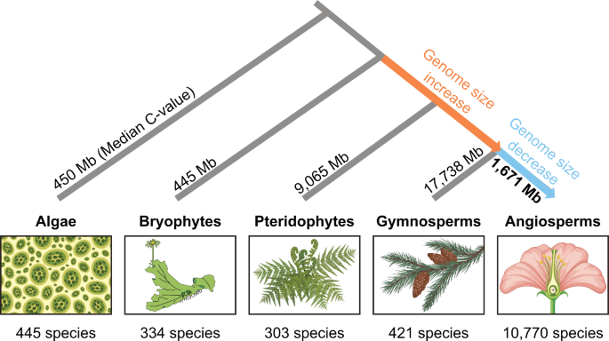 Exploring the complexity of genome size reduction in angiosperms ...