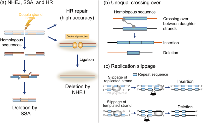Exploring the complexity of genome size reduction in angiosperms ...