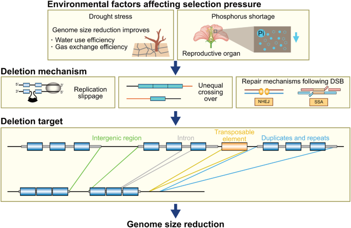 Exploring the complexity of genome size reduction in angiosperms ...