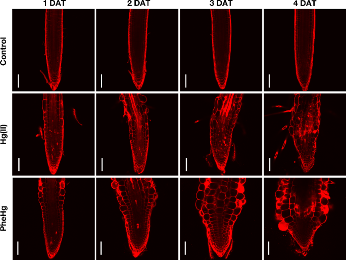Phenylmercury stress induces root tip swelling through auxin homeostasis disruption | Plant Molecular Biology | Springer Nature Link Phenylmercury stress induces root tip swelling through auxin homeostasis disruption | Plant Molecular Biology | Springer Nature Link