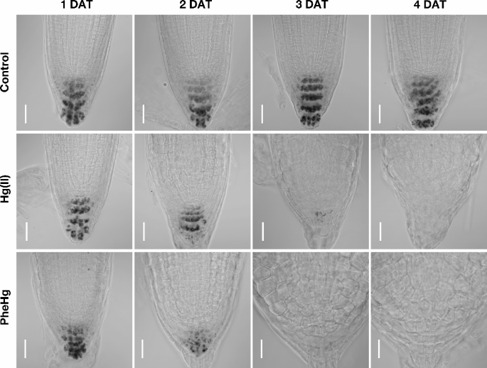 Phenylmercury stress induces root tip swelling through auxin homeostasis  disruption | Plant Molecular Biology | Springer Nature Link