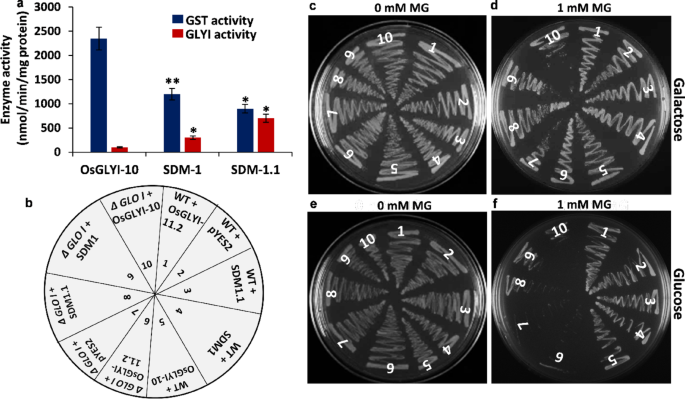 Evolutionary shift in catalytic function of OsGLYI-10 from a glyoxalase  homolog to a glutathione-s-transferase in rice | Plant Molecular Biology |  Springer Nature Link