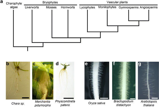 Root hairs: development, growth and evolution at the plant-soil interface | SpringerLink Root hairs: development, growth and evolution at the plant-soil interface | SpringerLink