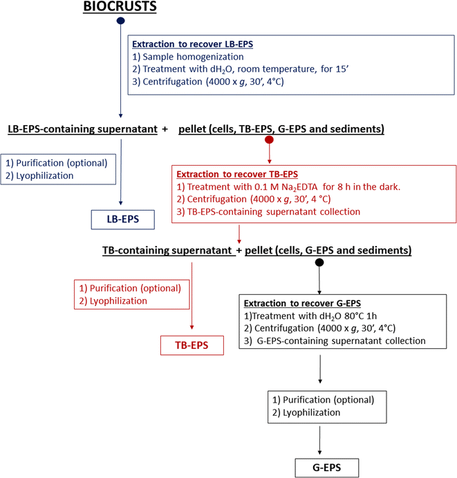 Complex Role Of The Polymeric Matrix In Biological Soil Crusts Springerlink
