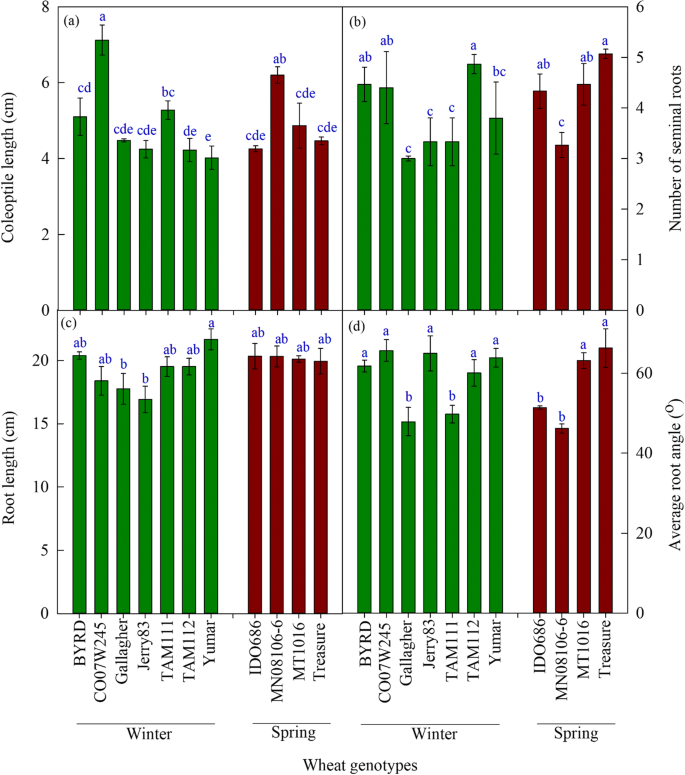 Root Length And Root Lipid Composition Contribute To Drought Tolerance Of Winter And Spring Wheat Springerlink