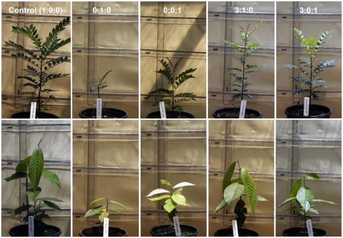 Effect Of Nickel Concentration And Soil Ph On Metal Accumulation And Growth In Tropical Agromining Metal Crops Springerlink