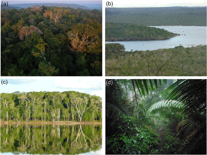 Editorial special issue: plant-soil interactions in the Amazon rainforest |  SpringerLink