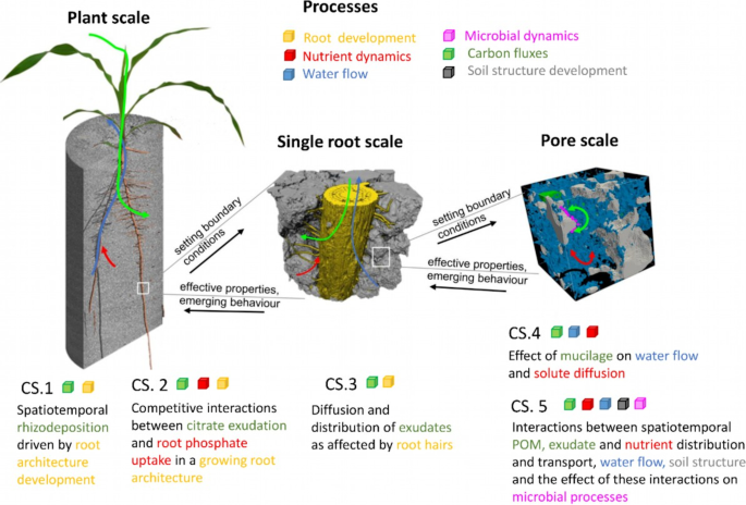 Frontiers  The root signals in rhizospheric inter-organismal