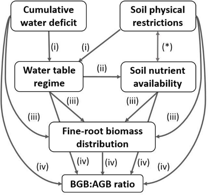 Soil water regime and nutrient availability modulate fine root ...