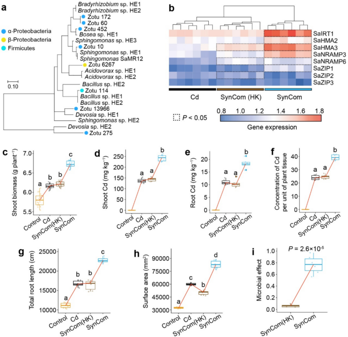 Core microbiomes of Cd-hyperaccumulators are shaped by host selection ...