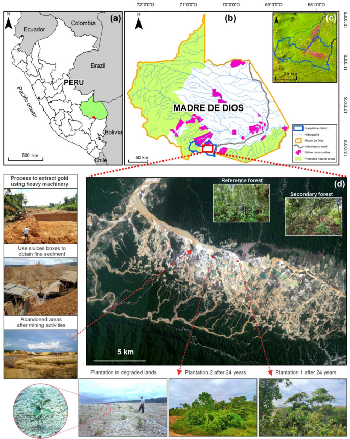 Peruvian Soil Recovery of soil properties and tree diversity over 24 years after ...