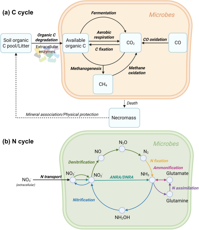 Drivers of soil carbon and nitrogen cycling during plantation ...