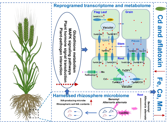 northern crown glutathione Reducing wheat grain Cd via harnessing indigenous microbiota in weakly  alkaline soil | Plant and Soil